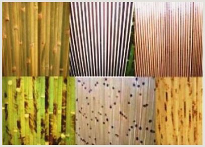 Бамбуковые обои: подборка отзывов тех, кто решился создать «тропический рай» своими руками