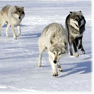 Лучшего якутского охотника на волков наградят снегоходом