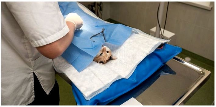 Хирургические процедуры для домашних животных. Как подготовить своего питомца?хирургический