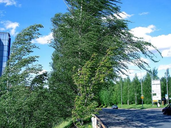 Що відбувається з деревами під час ураганів в Україні: аналіз видів та наслідків